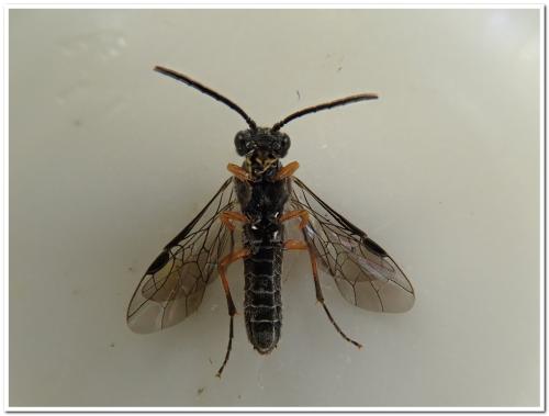 Loderus vestigialis